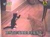 Katzen Angriff